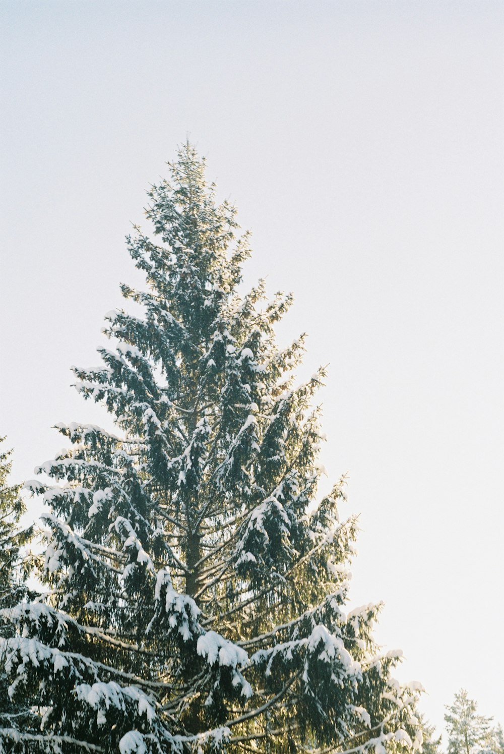a large pine tree covered in snow on a sunny day