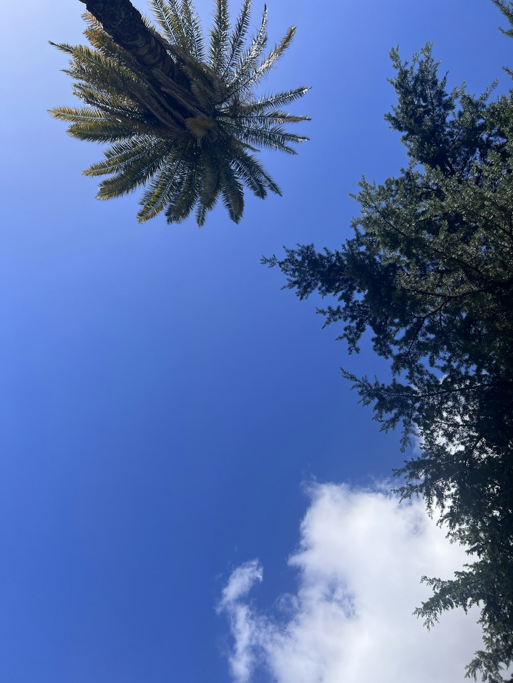 a view of a tree from below with a blue sky in the background