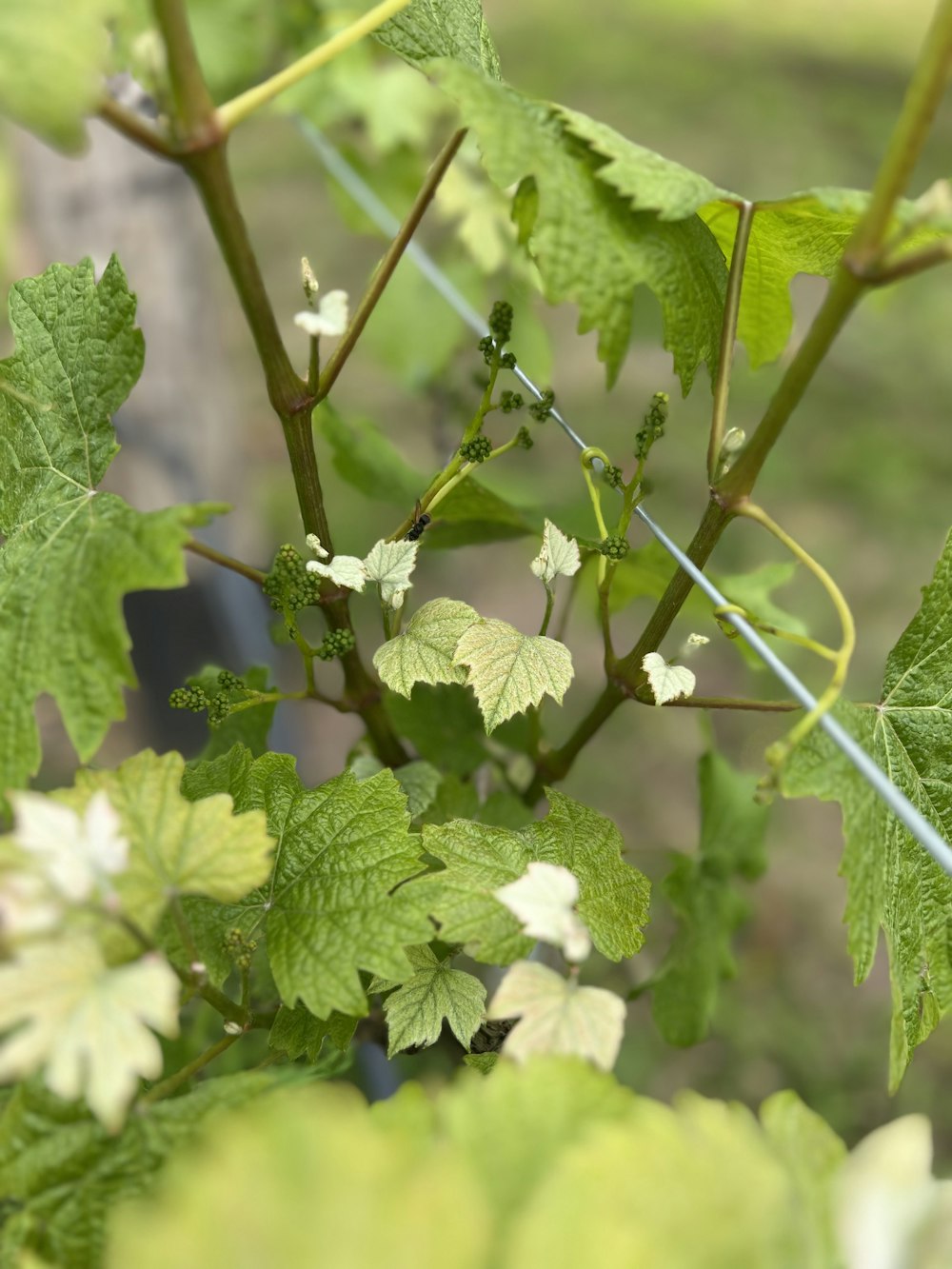 a close up of a plant with green leaves