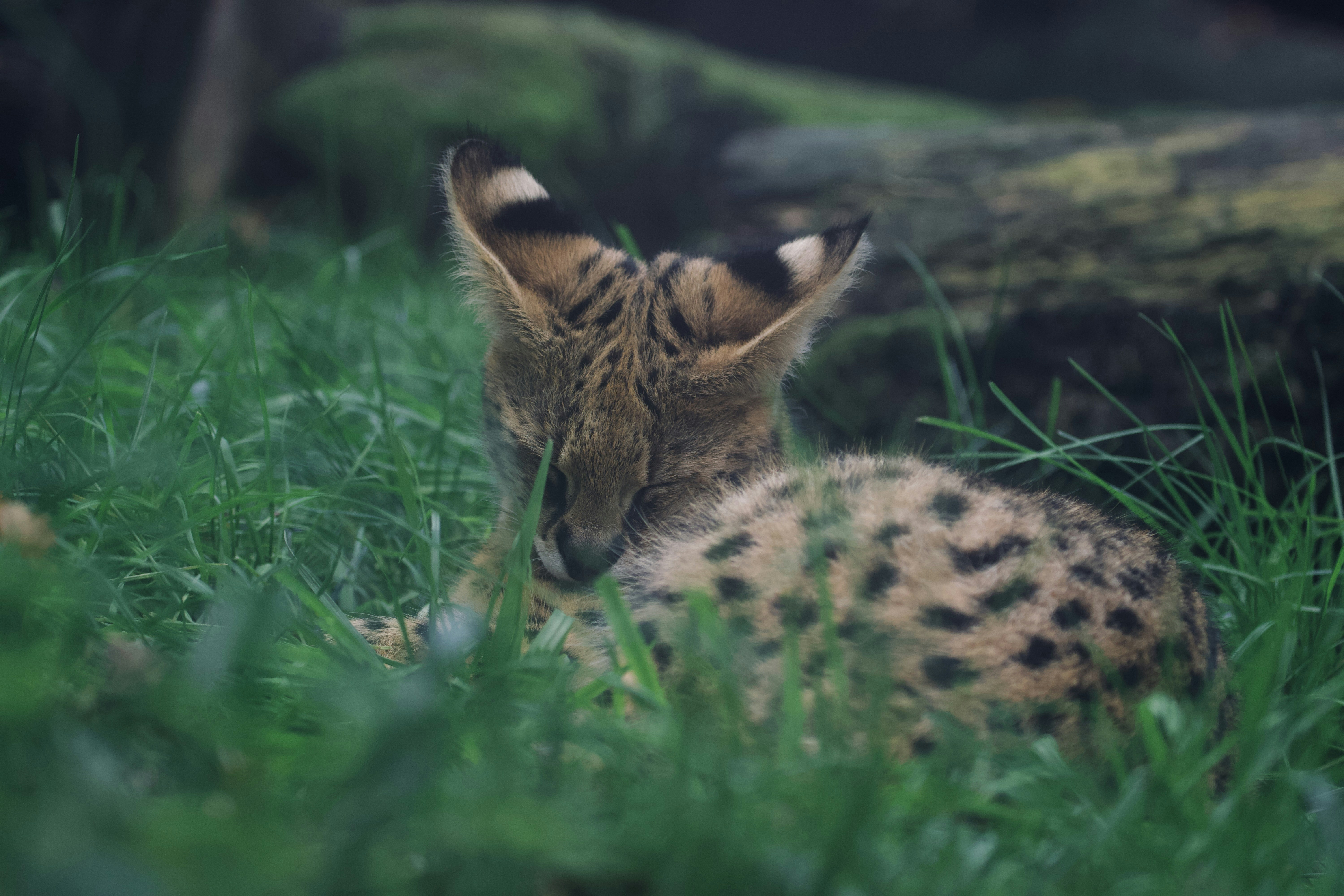 Photo by jakub_neskora