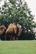 Close-up of healthy camels grazing in a green pasture