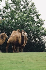 Close-up of healthy camels grazing in a green pasture
