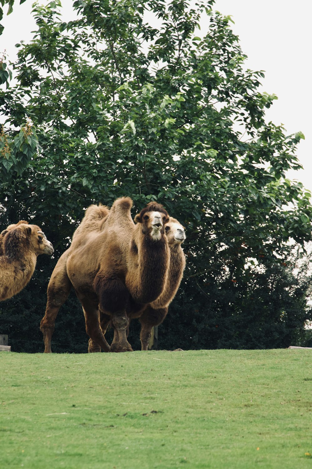 a couple of camels that are standing in the grass