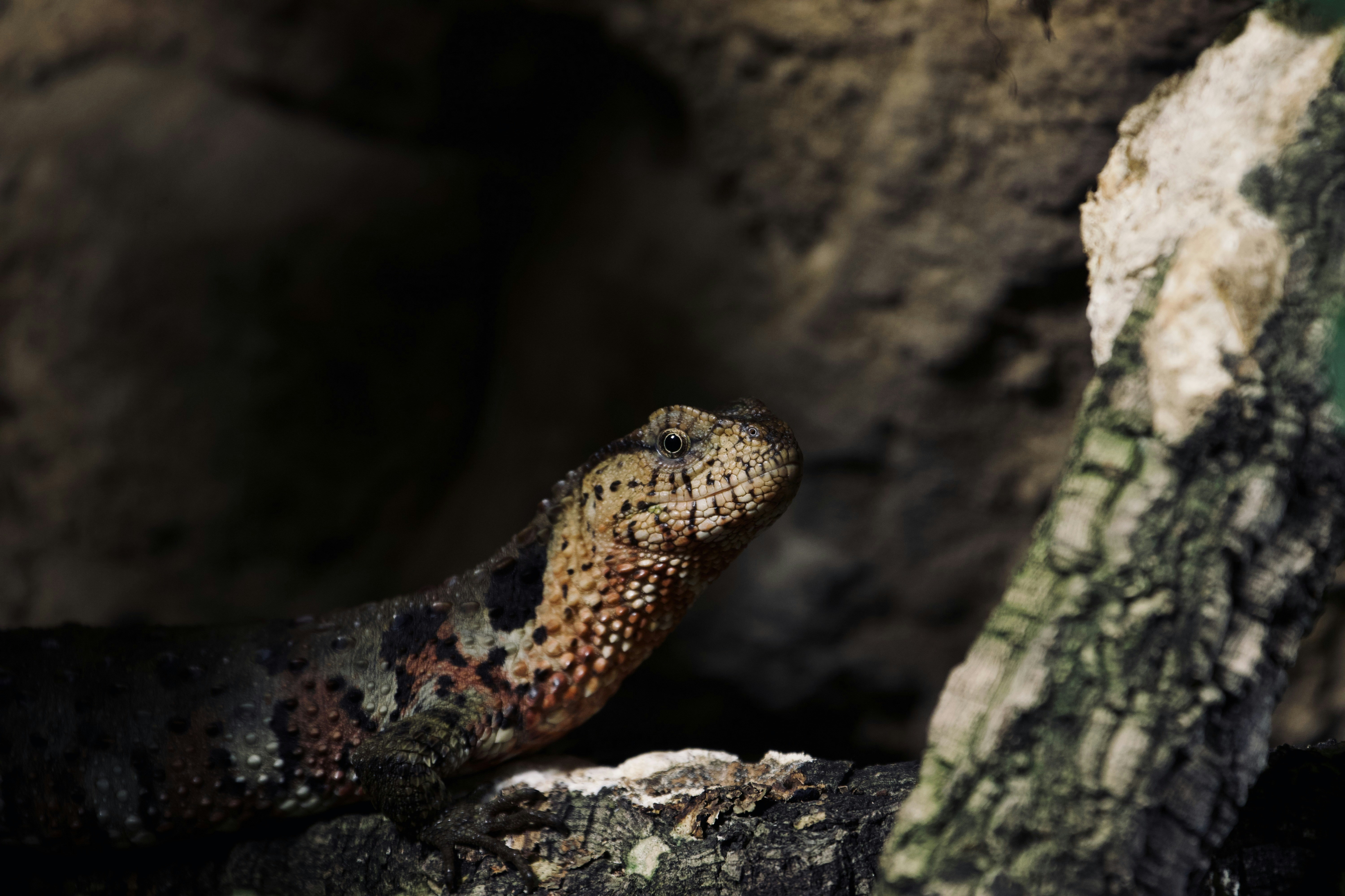 Photo by jakub_neskora