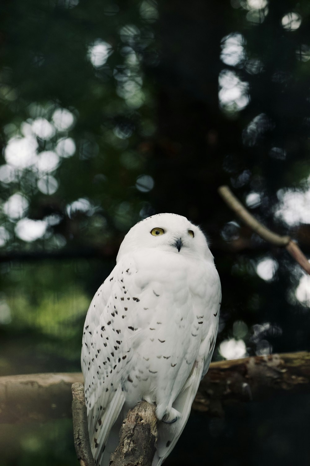 a white owl is perched on a branch