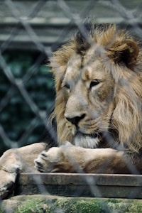 A lion rests behind a fence, its paws crossed and mane lightly tousled. The fur is a rich tawny color with deeper shadows creating a sense of depth. Its expression is calm and reflective, suggesting a peaceful moment in confinement.