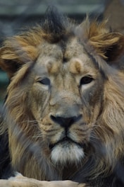 A close-up view of a lion's face with a majestic mane. The lion's eyes are deep and expressive, and its fur is a mix of golden and brown tones. There is a subtle wire fence pattern overlay in the foreground, suggesting the lion is in an enclosed area.