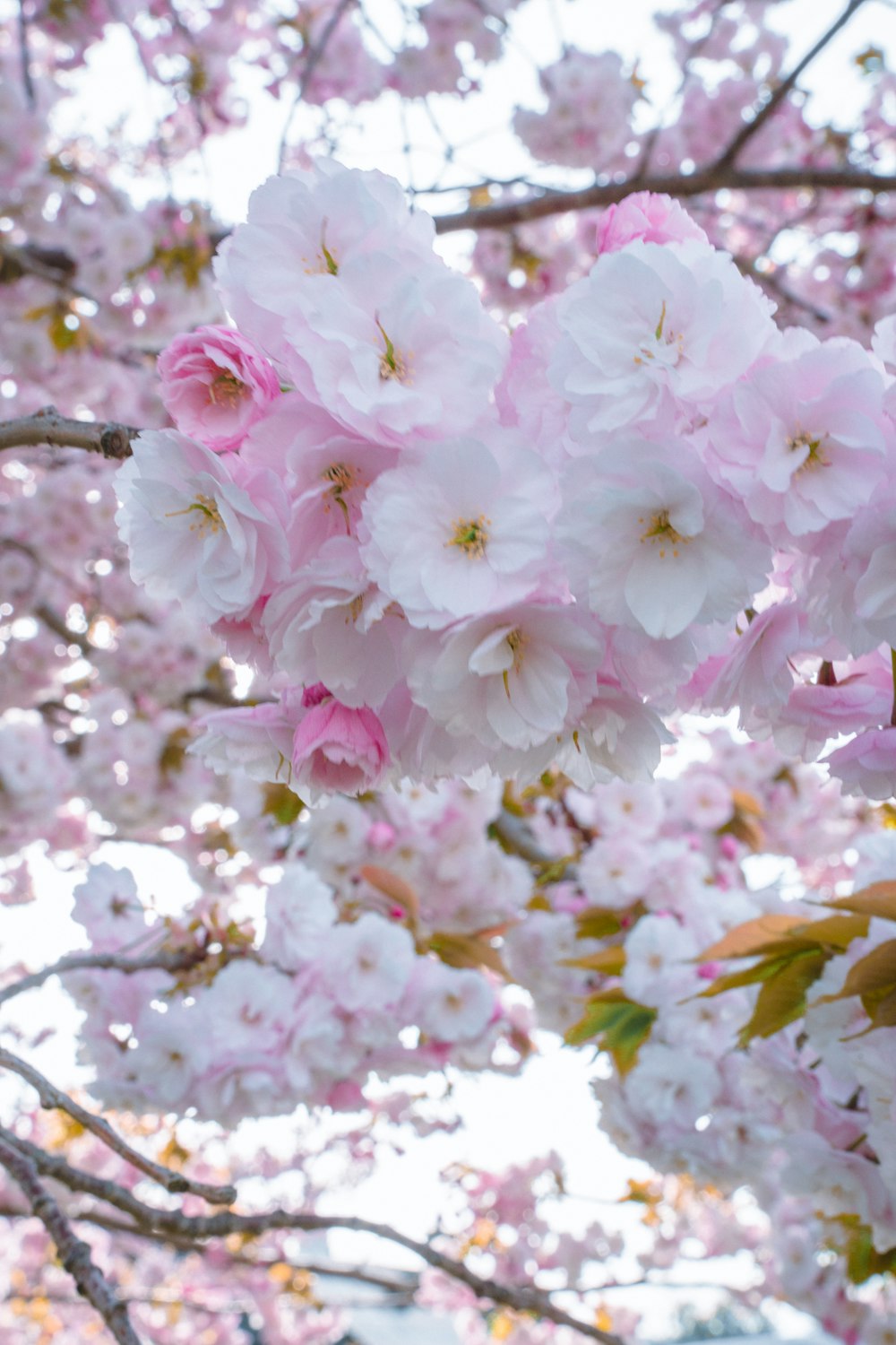 a bunch of flowers that are on a tree