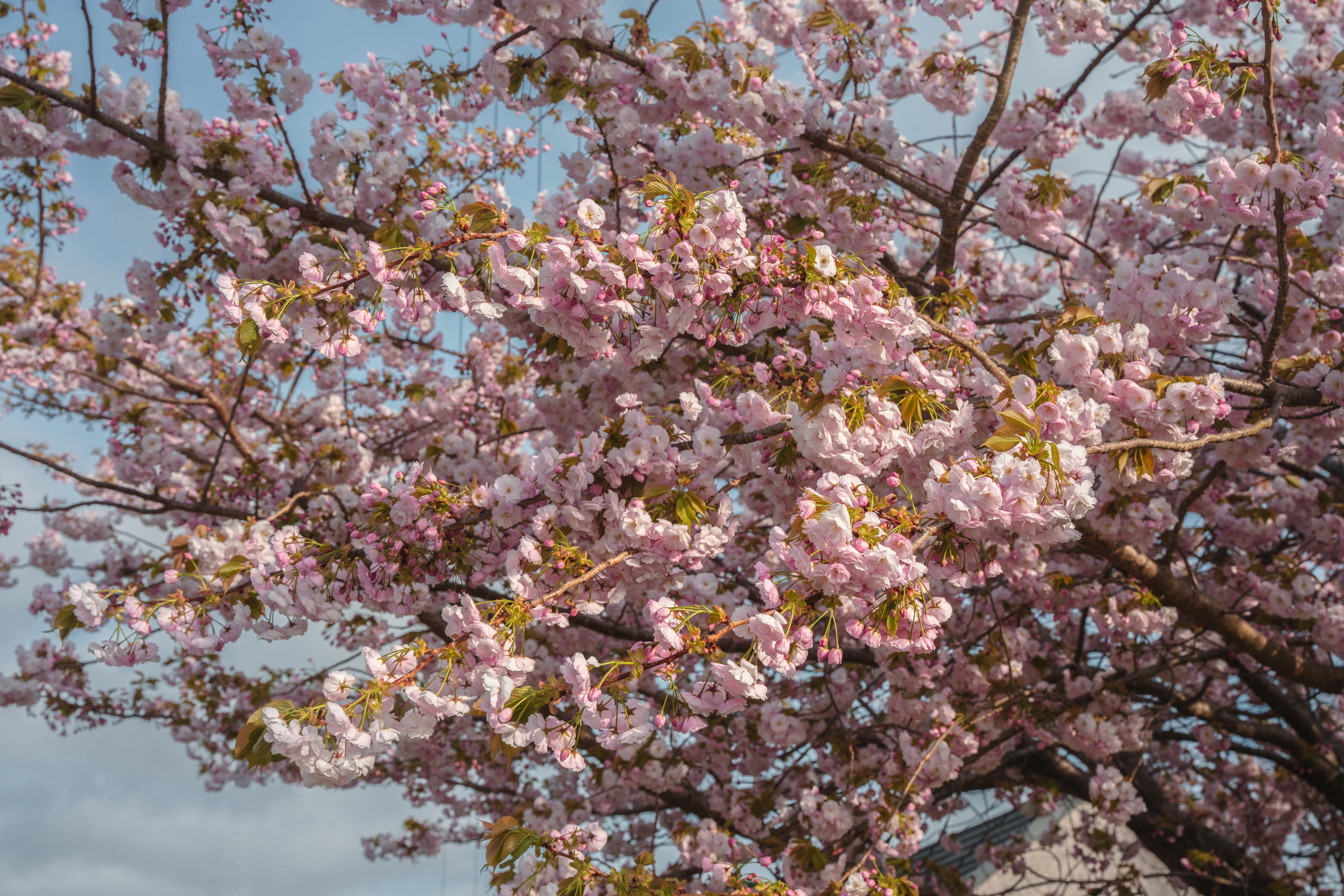 A tree with pink flowers in front of a building photo Free Penryn