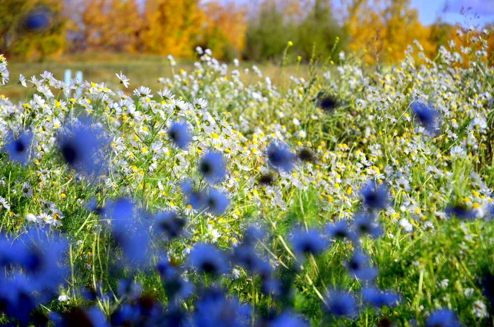 a field full of blue and white flowers