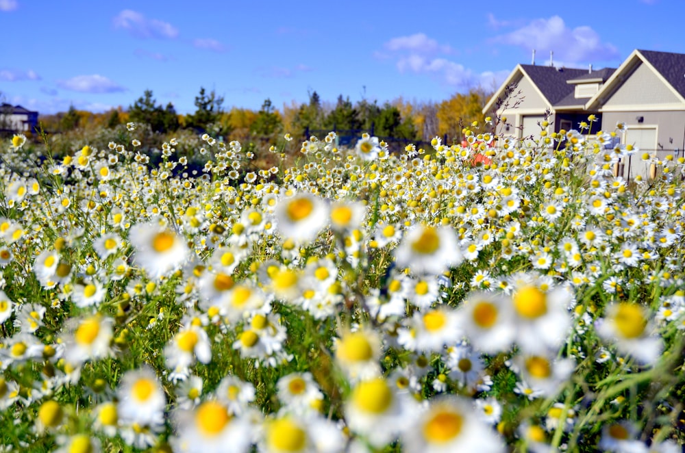 a field full of white and yellow flowers