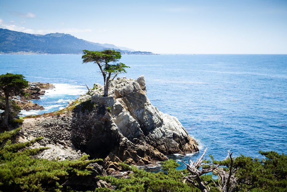 a lone tree on a rocky outcropping overlooking the ocean