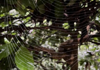 a spider web hanging from a tree in a forest