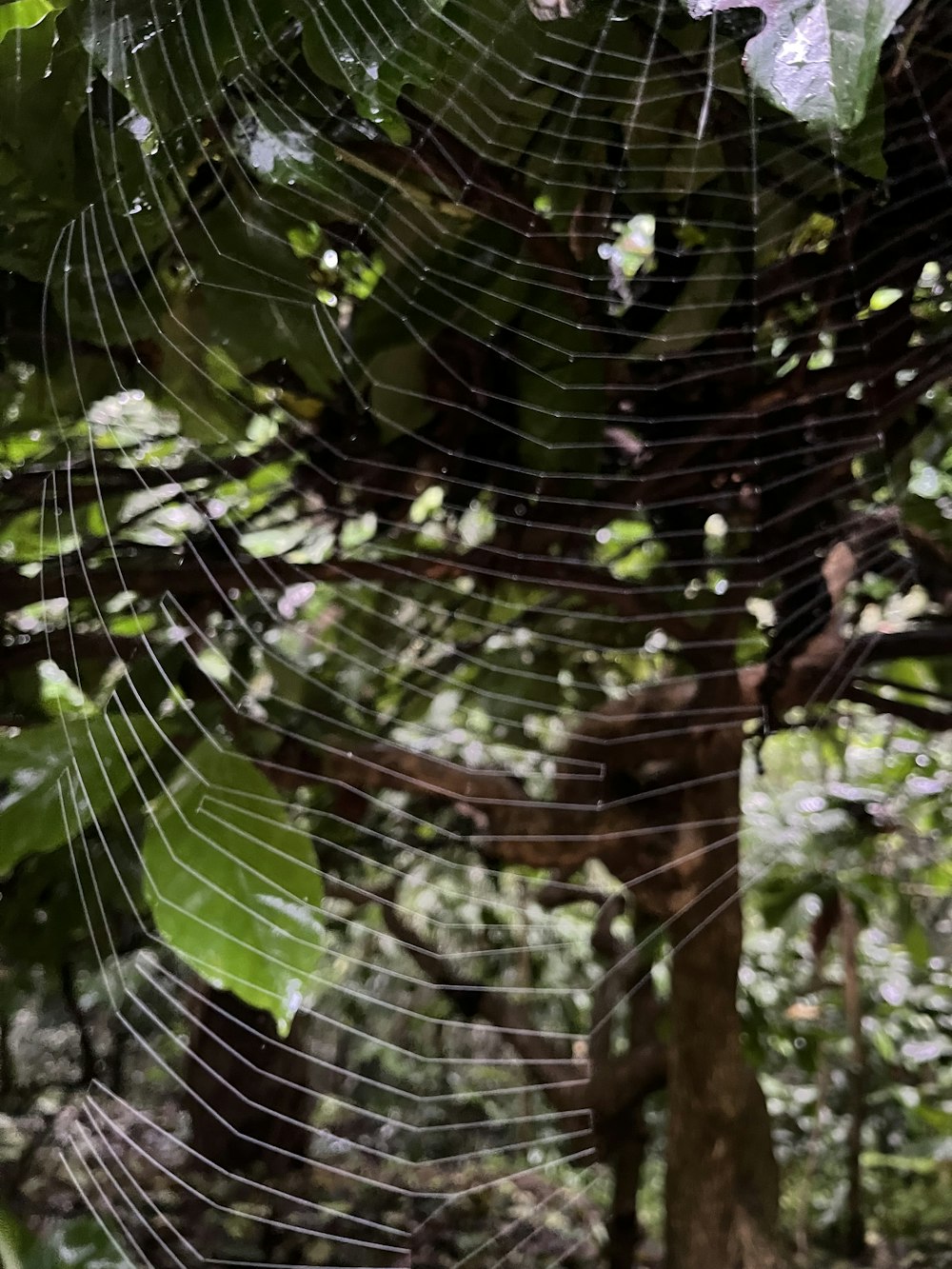 a spider web hanging from a tree in a forest