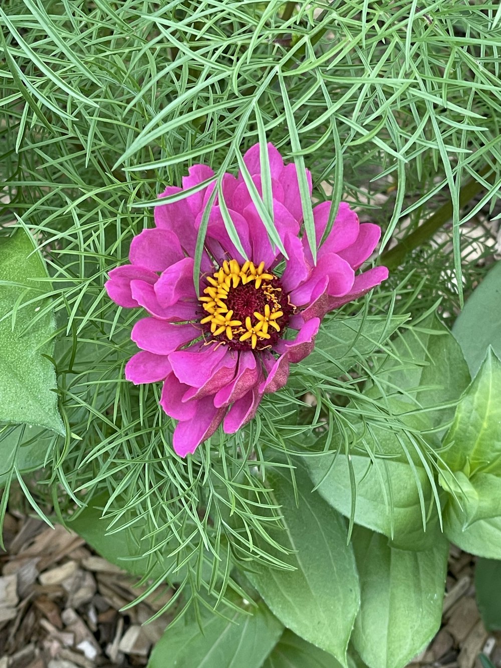 a purple flower with a yellow center surrounded by green leaves