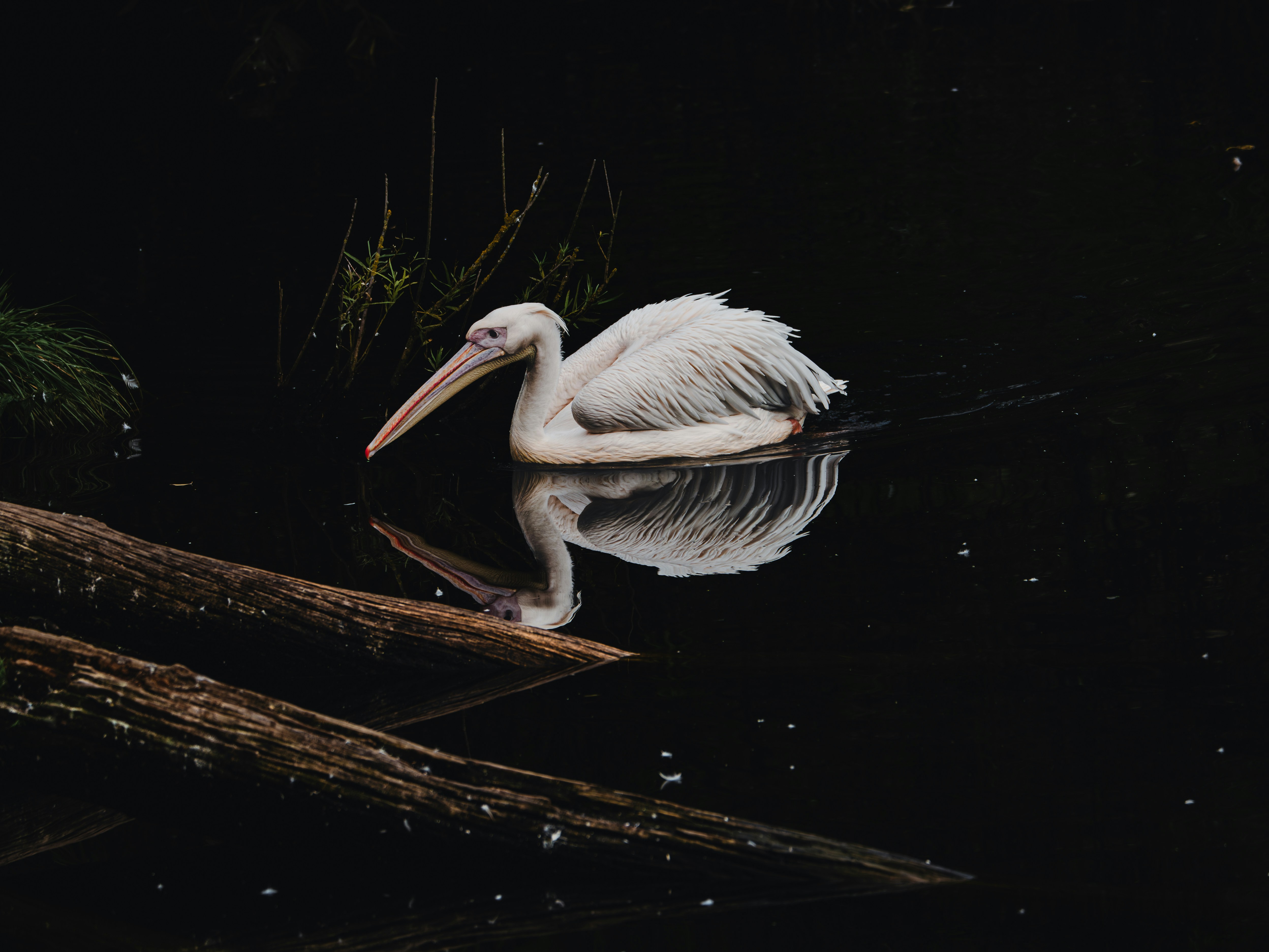 a white pelican sitting on a log in the water
