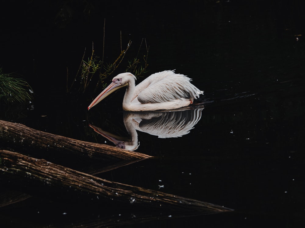 a white pelican sitting on a log in the water