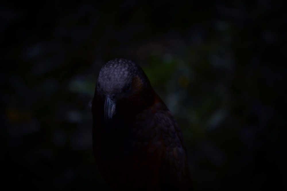 a close up of a bird in the dark