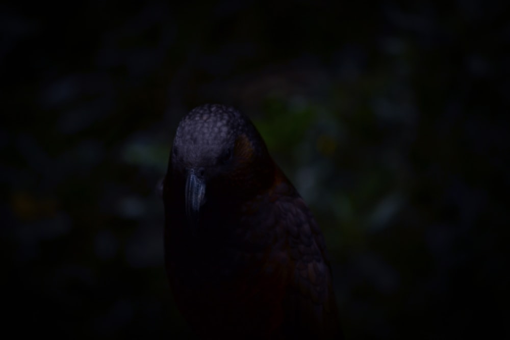 暗闇の中での鳥のクローズアップ