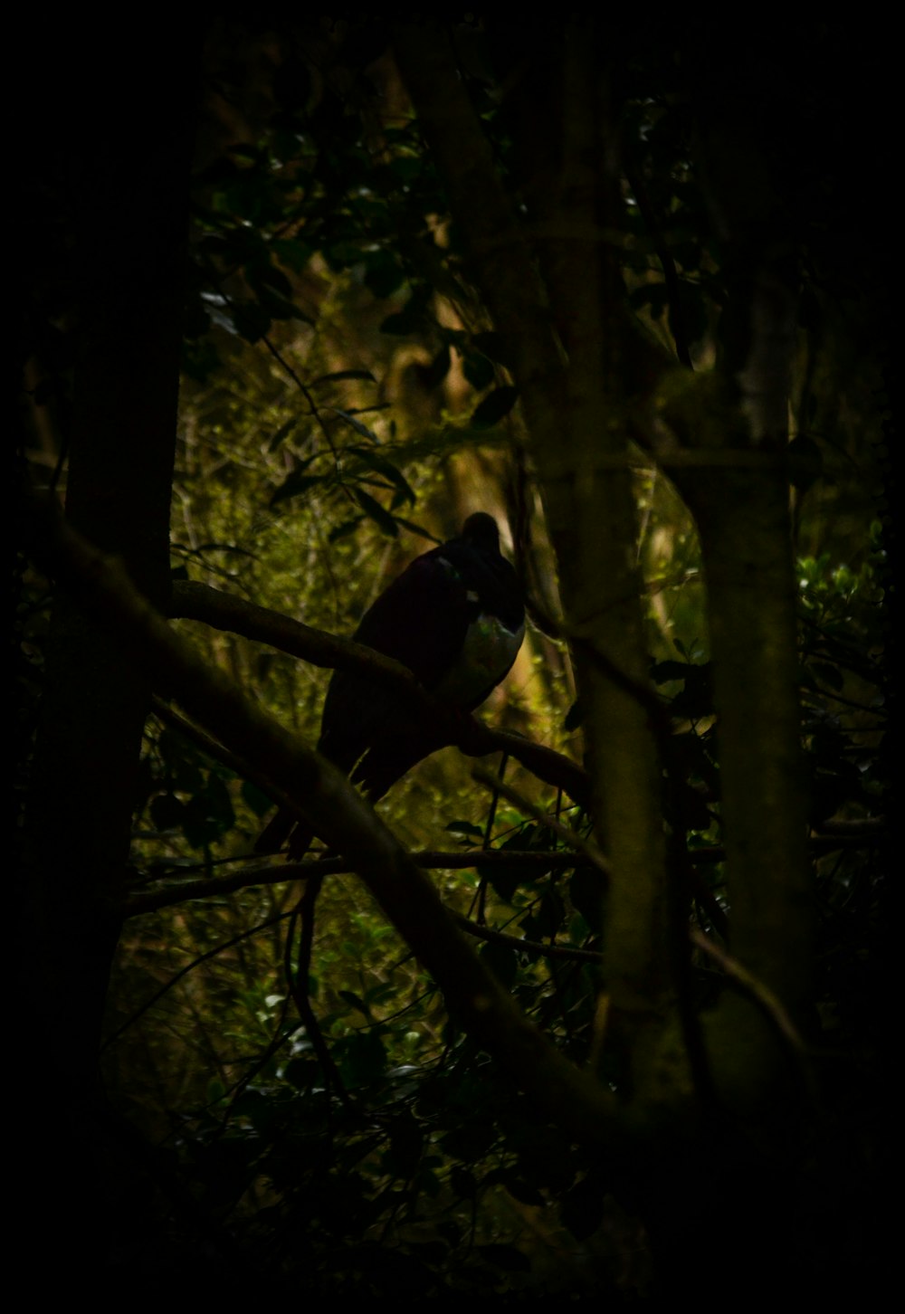 a bird sitting on a tree branch in a forest