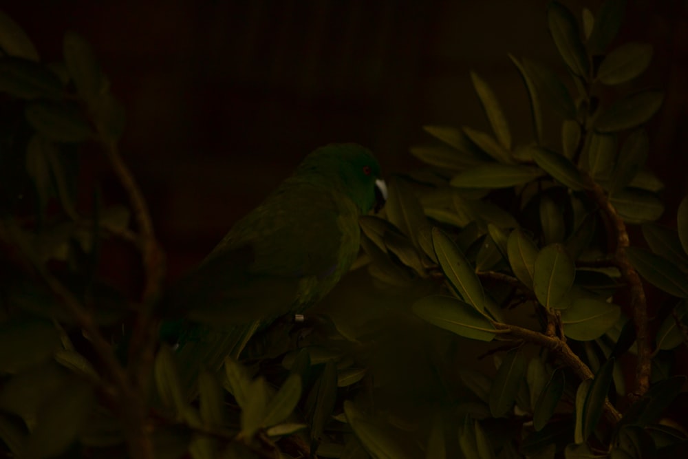 a green bird perched on top of a tree branch