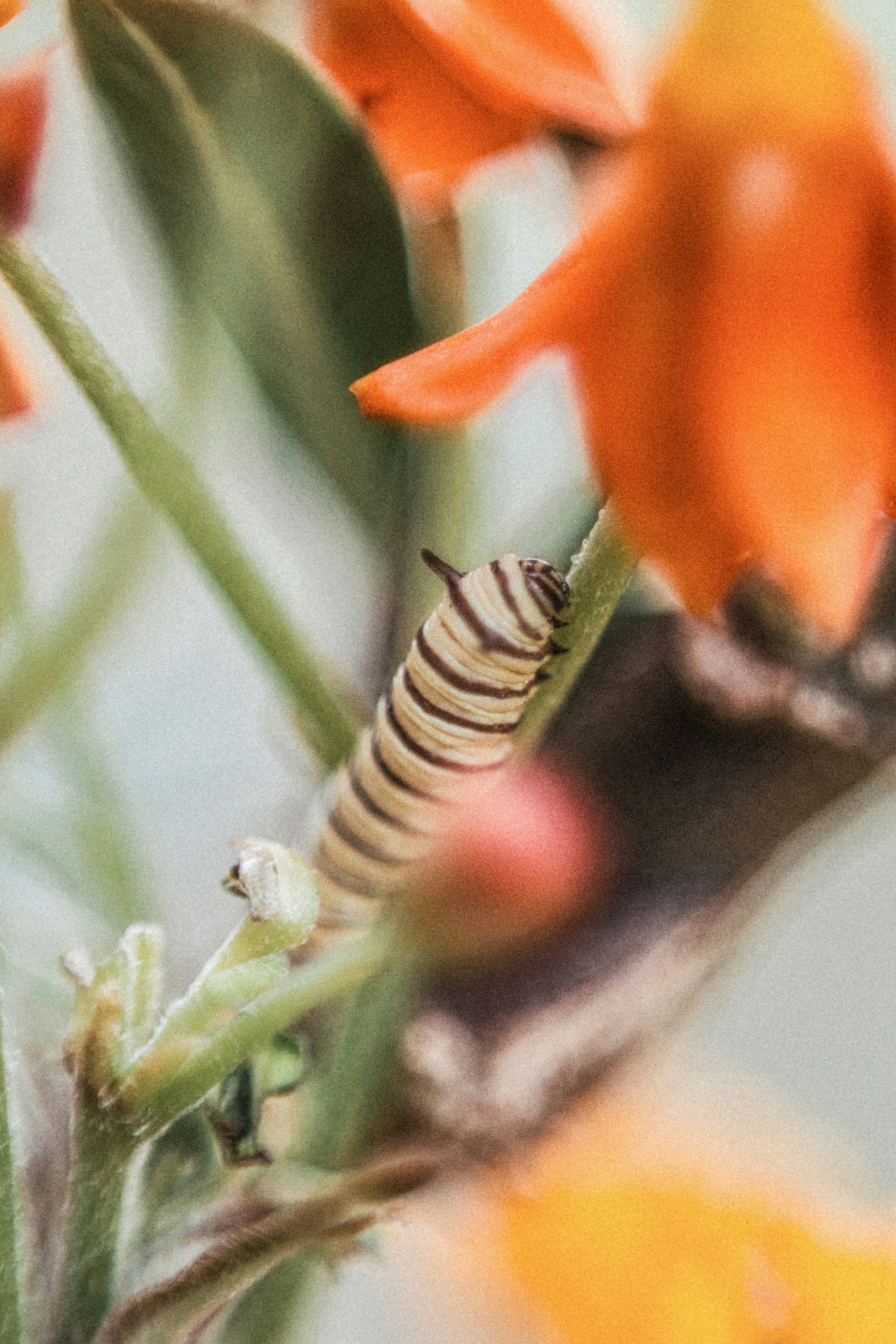 a caterpillar crawling on a plant with orange flowers