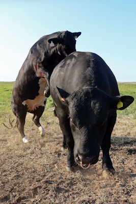 Vaca Black Angus. carne de Black Angus, Caracteristicas black Angus, Donde comer Black Angus, Grill,