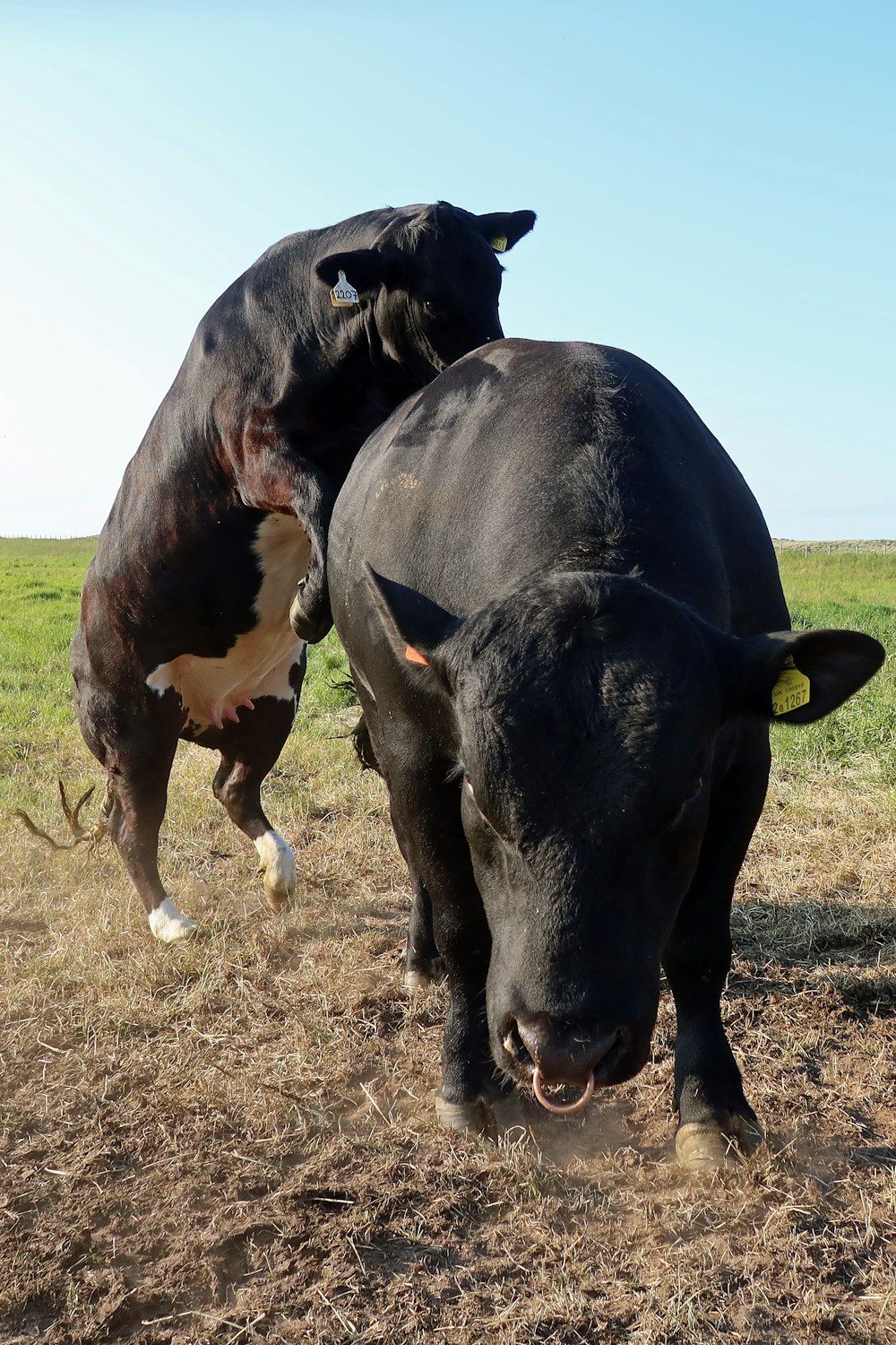 a couple of cows standing on top of a grass covered field