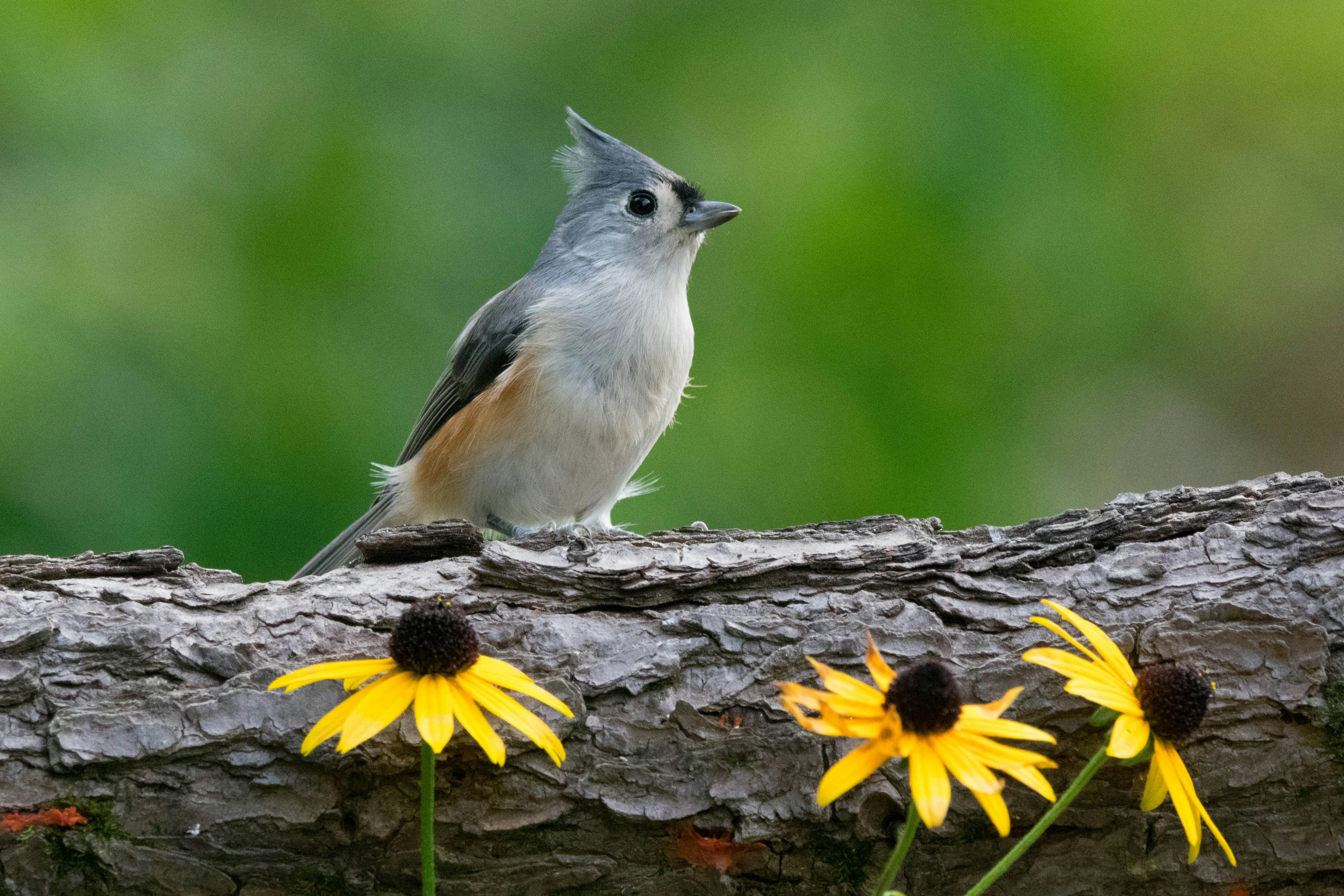 a bird perched on a tree branch with yellow flowers, Tufted titmouse on a log.