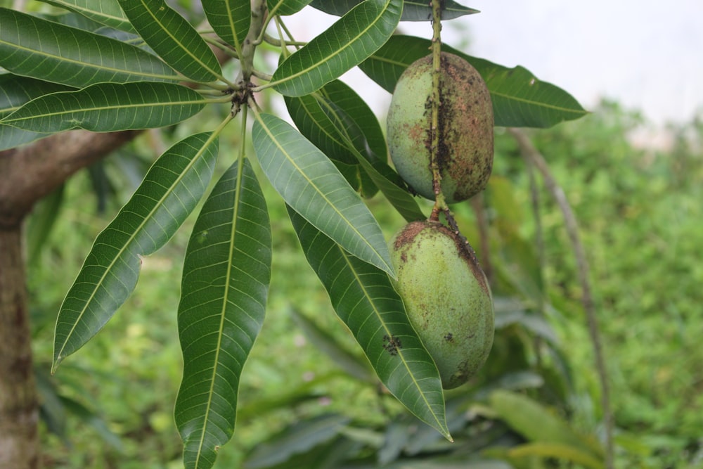 a bunch of fruit hanging from a tree