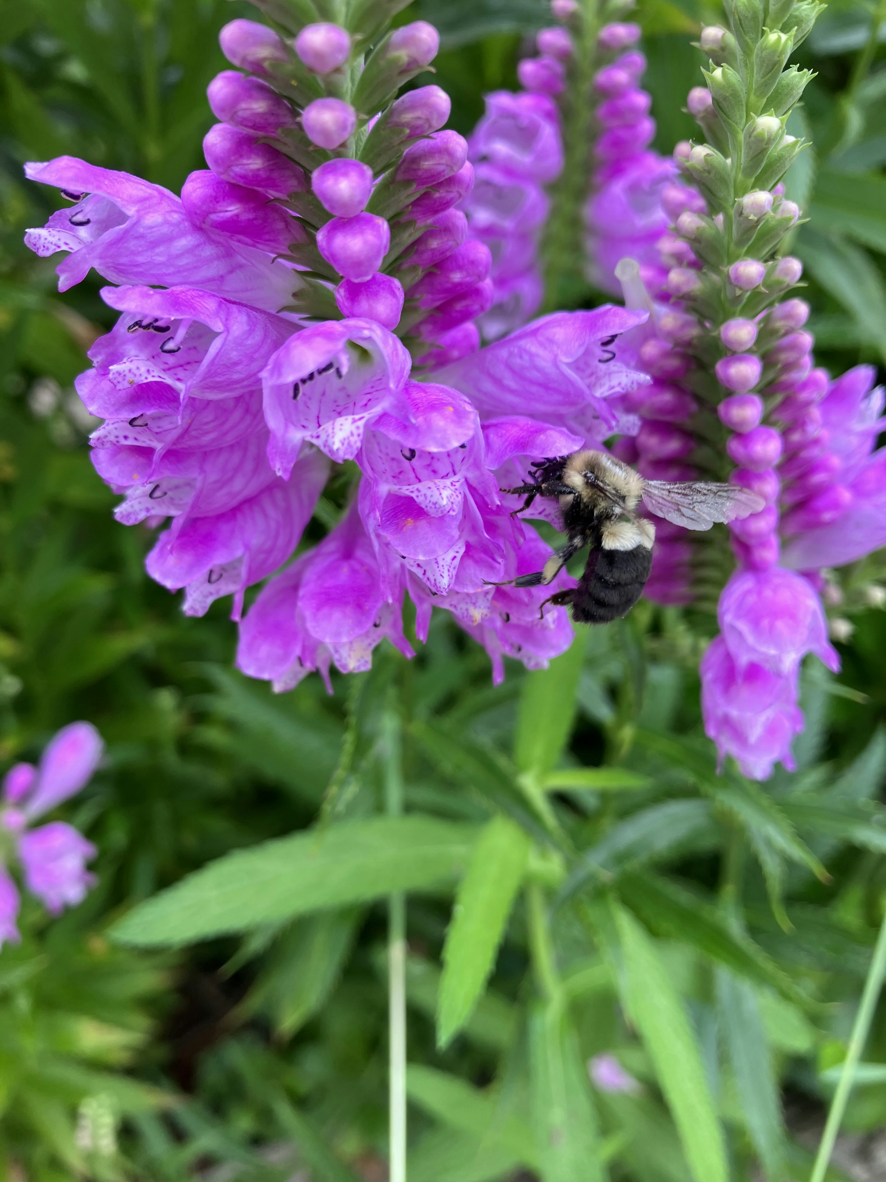 Photo by dreaminventor