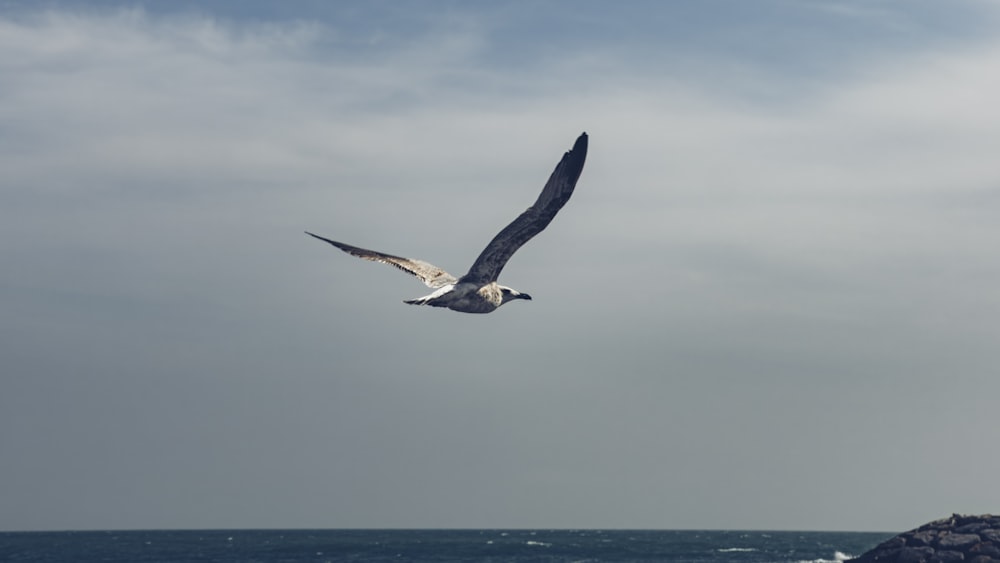 a seagull flying over the ocean on a cloudy day