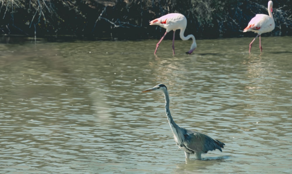 a group of flamingos wading in a body of water