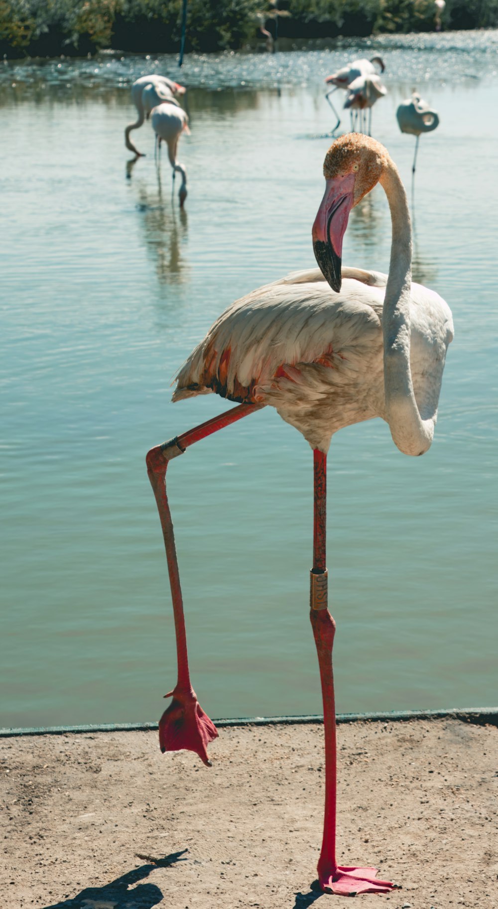 a group of flamingos standing on top of a sandy beach