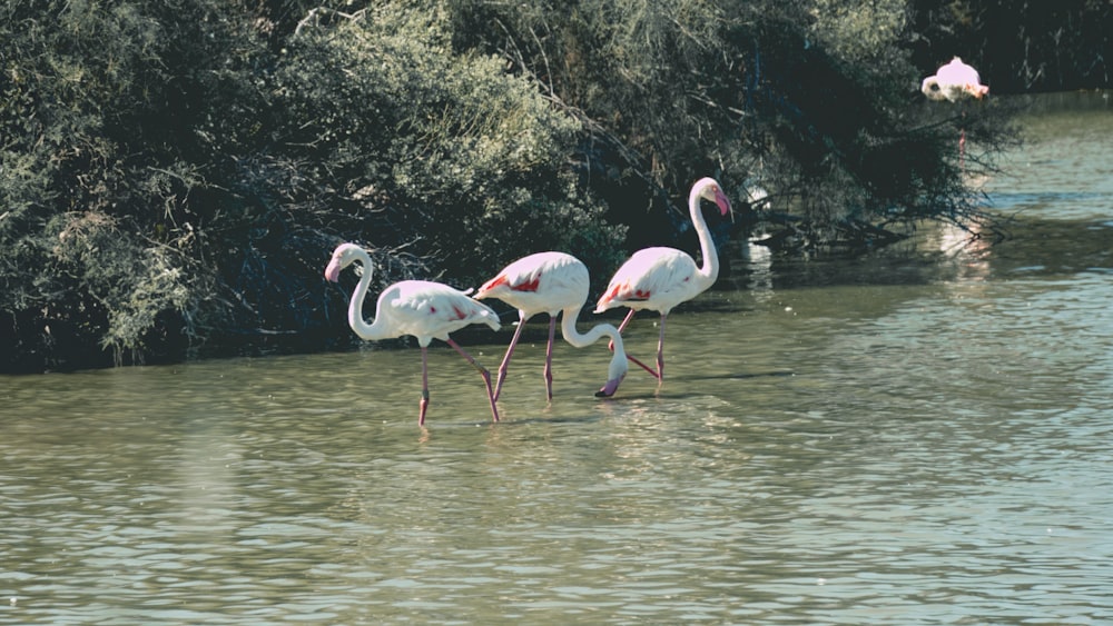 a group of flamingos wading in a body of water