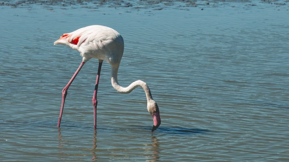 a flamingo standing in the water looking for food