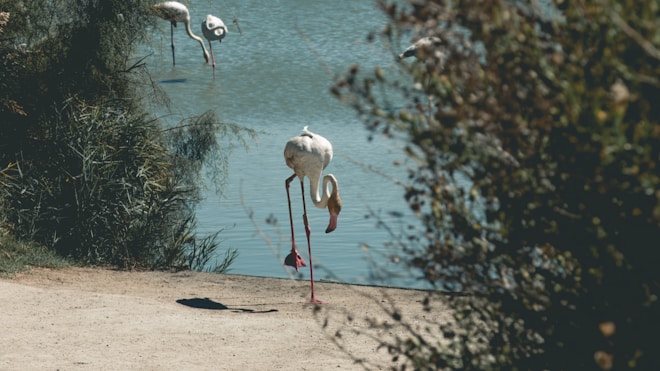 Flamingos are standing gracefully near a calm body of water surrounded by lush green foliage. One flamingo is prominently closer, standing on one leg on the sandy shore while others are partly submerged in the water.