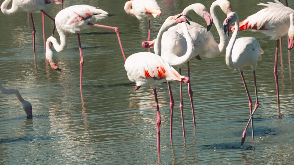 Un grupo de flamencos parados en un cuerpo de agua