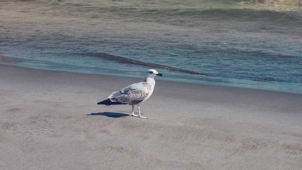 a seagull standing on a beach near the ocean