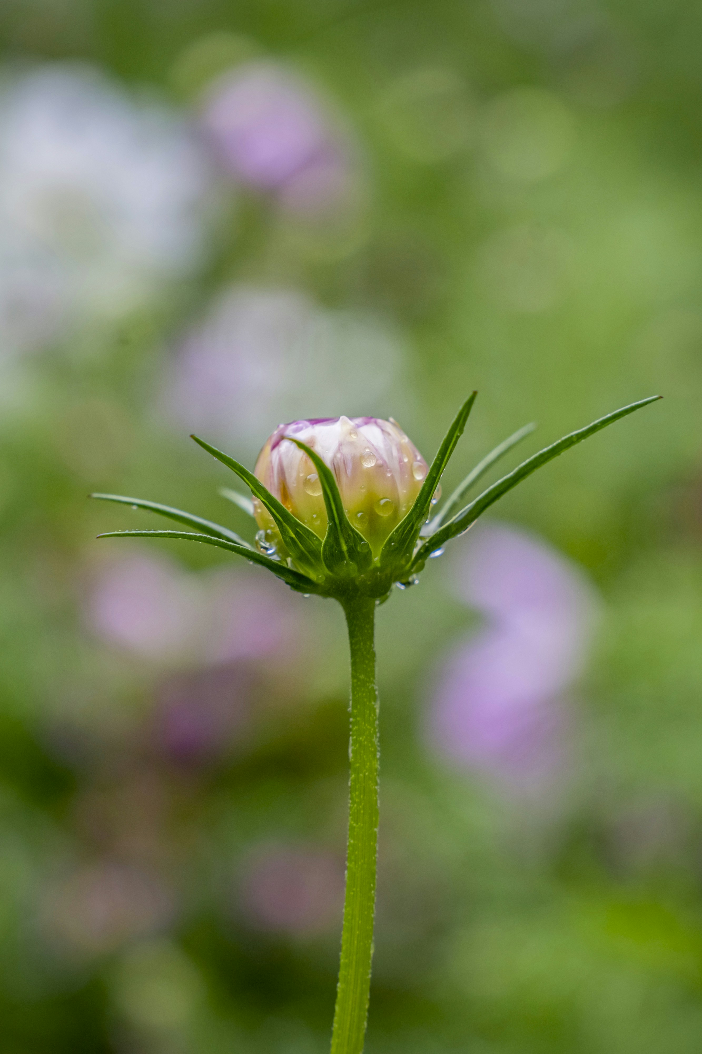 Photo by kevinwang413156