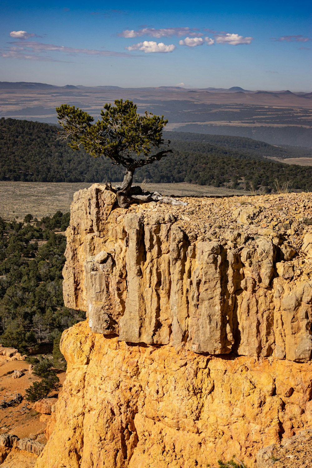 a lone tree grows on the edge of a cliff