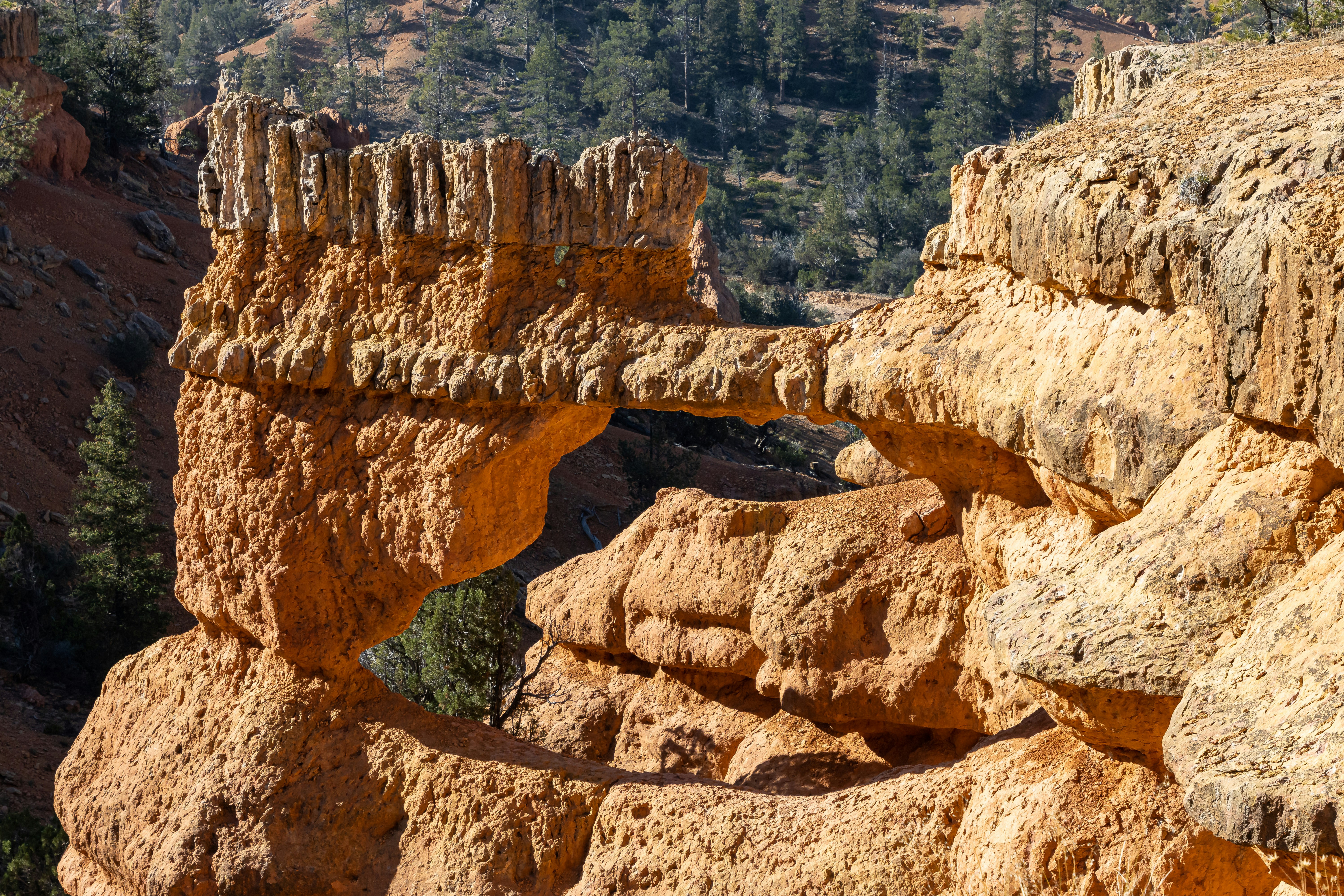 A large rock formation in the middle of a forest photo – Free Usa Image ...