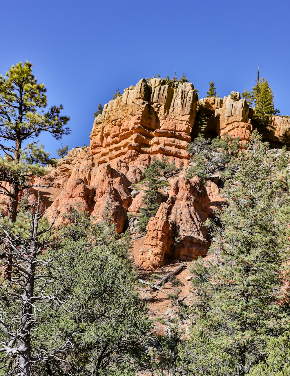 a mountain with trees and rocks in the background