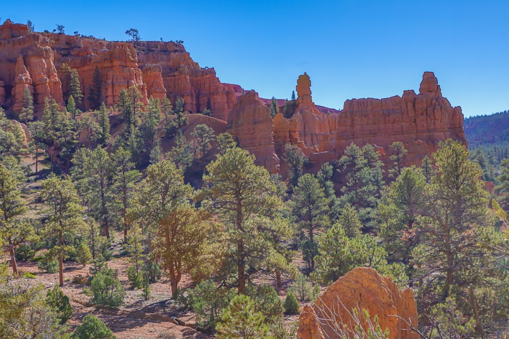 a forest filled with lots of trees and tall rocks