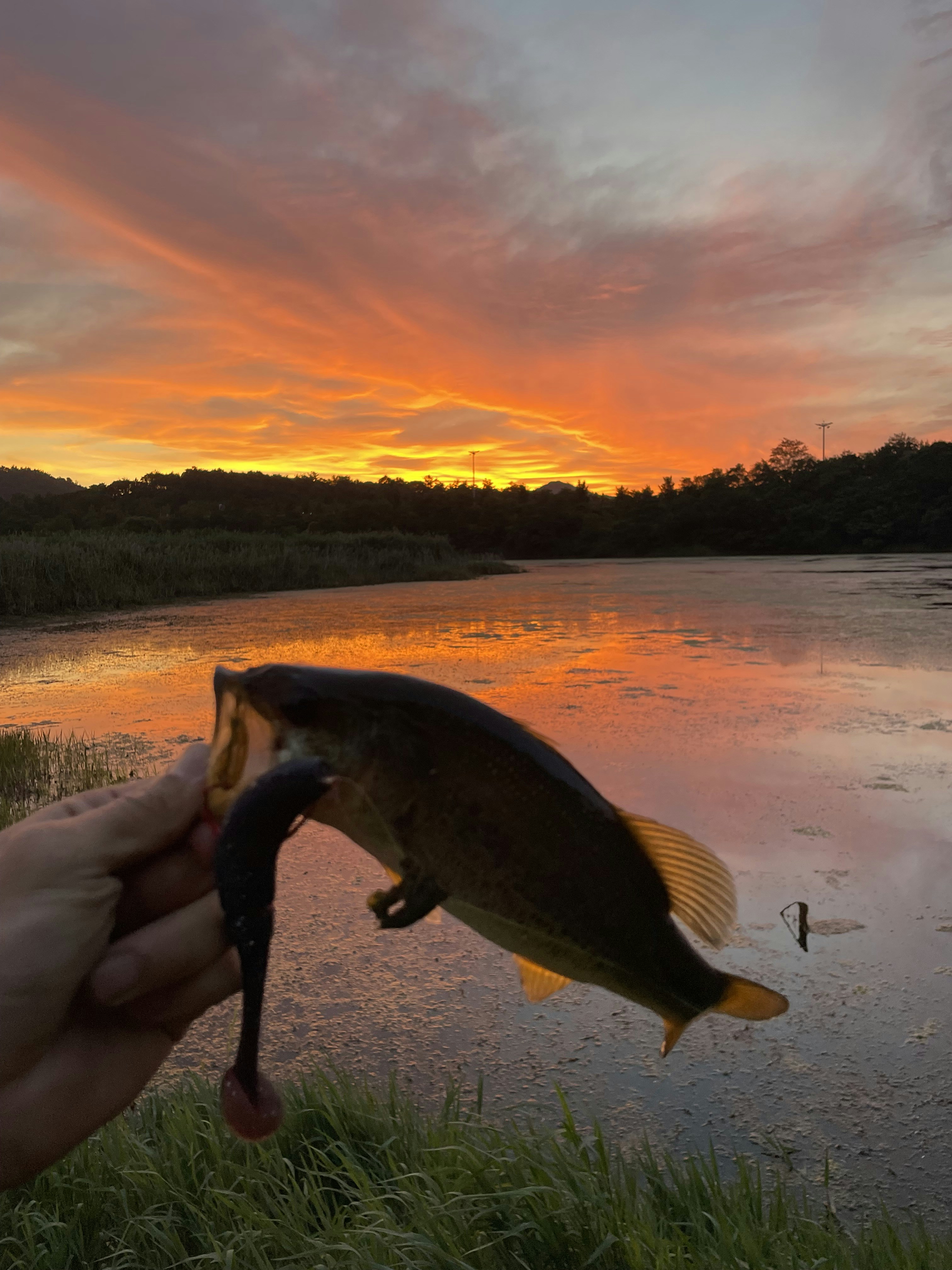 Large freshwater fish catch held by angler, river background, Peru jungle
