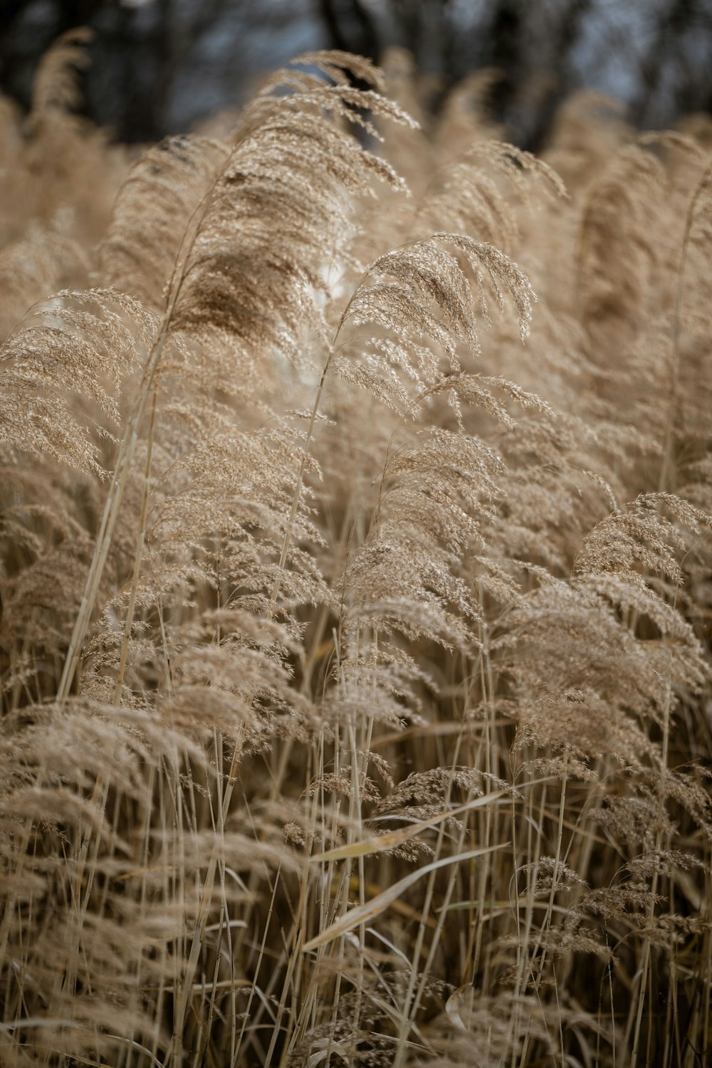 a close up of a bunch of tall grass