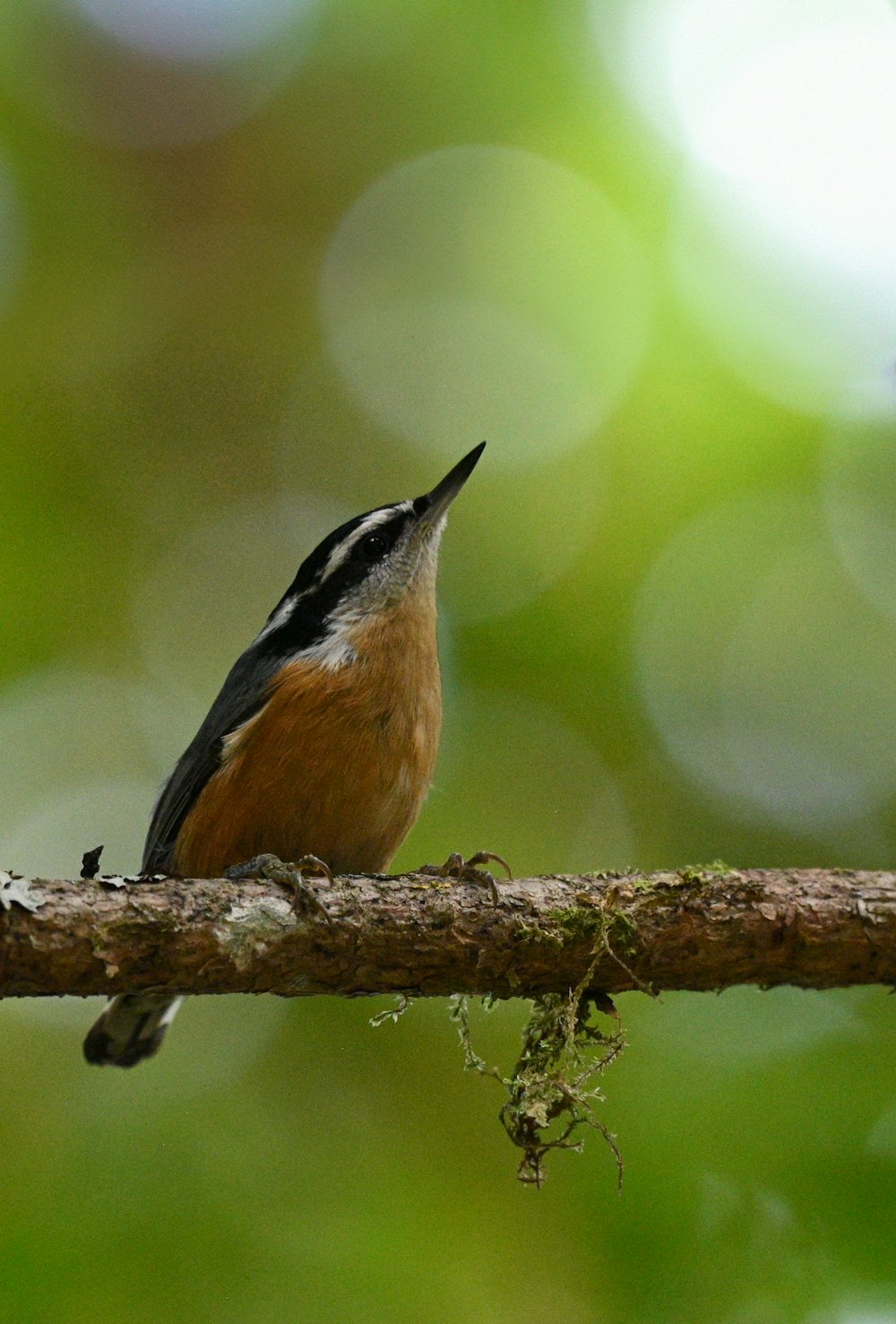 a bird sitting on a branch with its mouth open