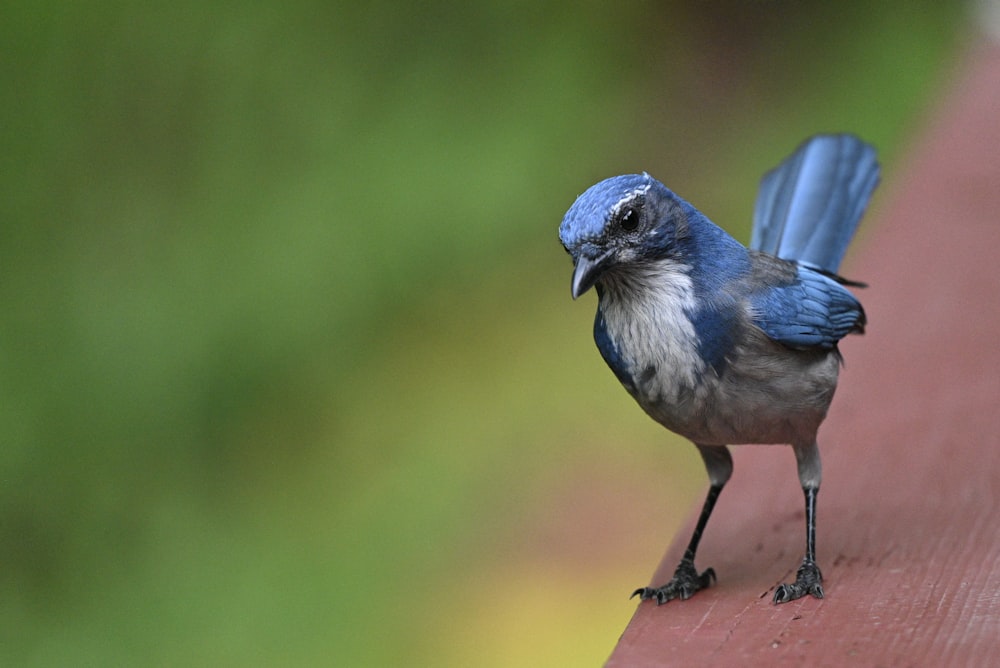 a small blue bird standing on top of a wooden bench