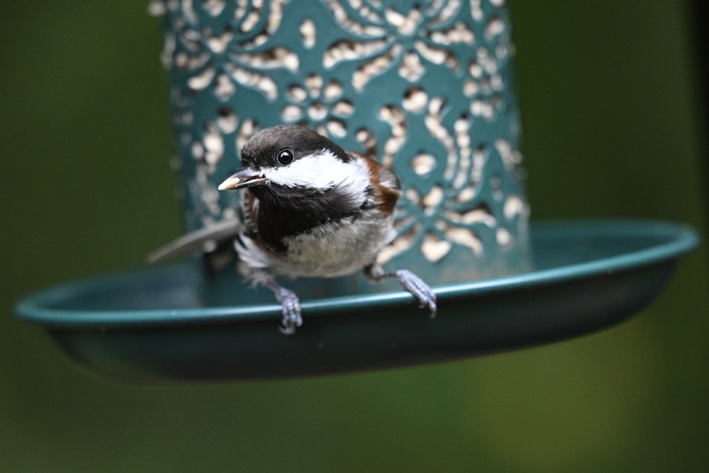 a small bird sitting on a bird feeder