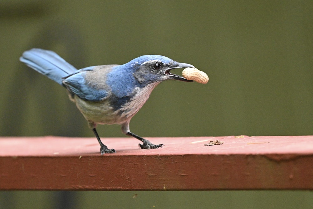 a blue bird with a piece of bread in its mouth